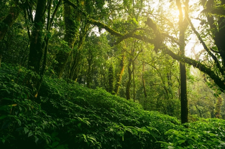 Verra: Первые углеродные кредиты по методологии VM0045 для лесов